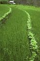 RWT 0176 190-19 Nepal Dal Bhat